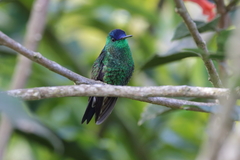 Saucerottia cyanifrons