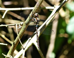 Rhionaeschna planaltica