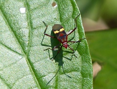 Hypselonotus interruptus