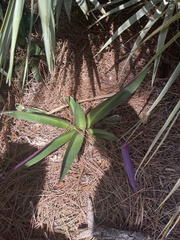 Tradescantia spathacea