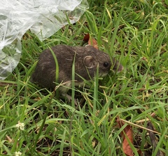Heteromys irroratus