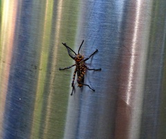 Tropidacris cristata grandis