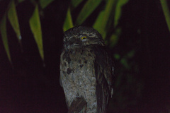 Nyctibius griseus