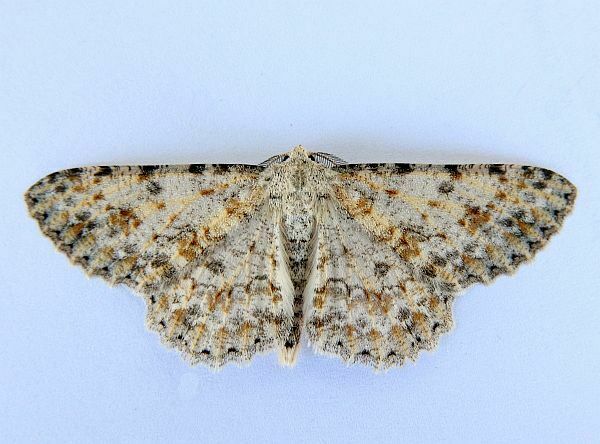 Stenoporpia dionaria