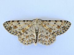 Stenoporpia dionaria