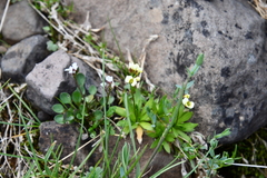 Draba ochroleuca
