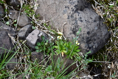 Draba ochroleuca