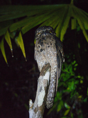 Nyctibius griseus