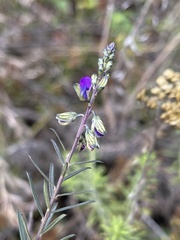 Polygala producta