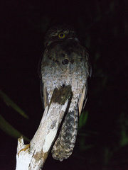 Nyctibius griseus