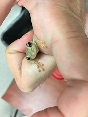 Osteopilus septentrionalis