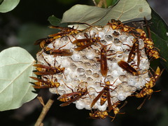 Polistes carnifex