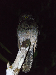 Nyctibius griseus