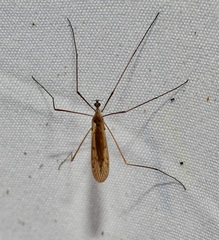 Limoniidae