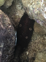Holothuria sanctori