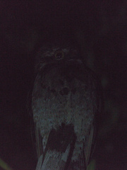 Nyctibius griseus