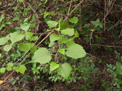 Ampelopsis cordata