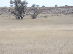 Eragrostis echinochloidea
