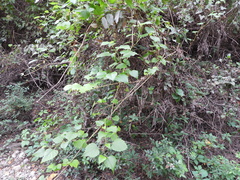 Ampelopsis cordata