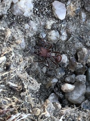 Pogonomyrmex occidentalis
