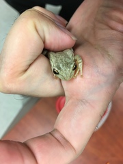 Osteopilus septentrionalis