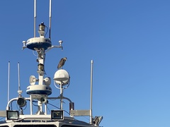 Nycticorax nycticorax