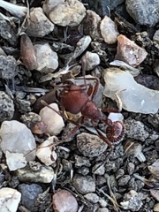 Pogonomyrmex occidentalis