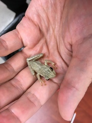 Osteopilus septentrionalis