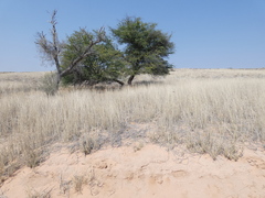 Vachellia erioloba