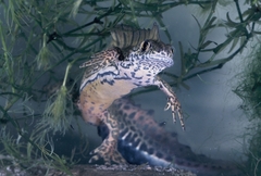 Ommatotriton ophryticus