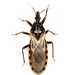 Triatoma neotomae - Photo (c) Mike Quinn, Austin, TX, some rights reserved (CC BY-NC), uploaded by Mike Quinn, Austin, TX
