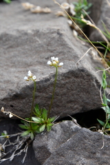 Draba fladnizensis