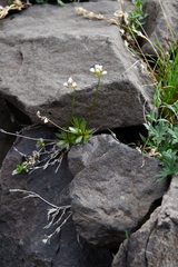 Draba fladnizensis