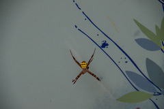 Argiope aetherea