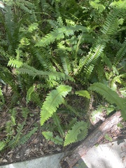 Nephrolepis exaltata