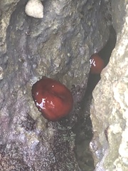 Actinia mediterranea