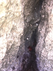 Actinia mediterranea