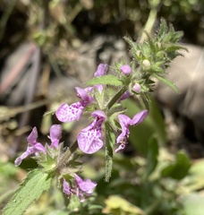 Stachys grandidentata
