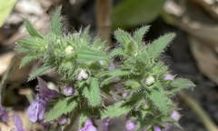 Stachys grandidentata