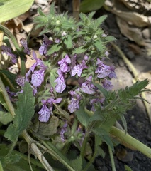 Stachys grandidentata