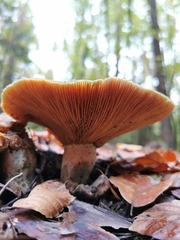 Lactarius semisanguifluus
