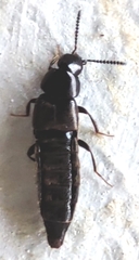 Staphylinidae