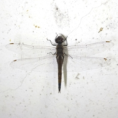 Tramea cophysa
