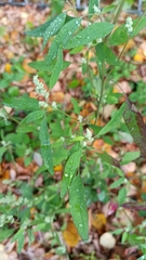 Chenopodium