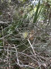Tillandsia