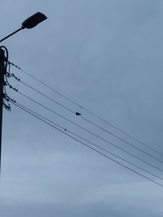 Streptopelia decaocto