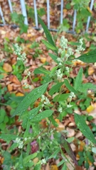 Chenopodium
