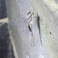 Tramea cophysa