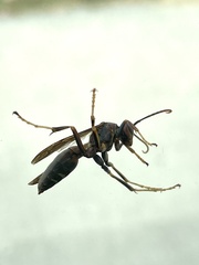 Polistes fuscatus