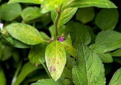 Cuphea carthagenensis